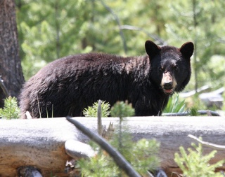 The black bear is a frequent visitor to the Sammamish City Limits.