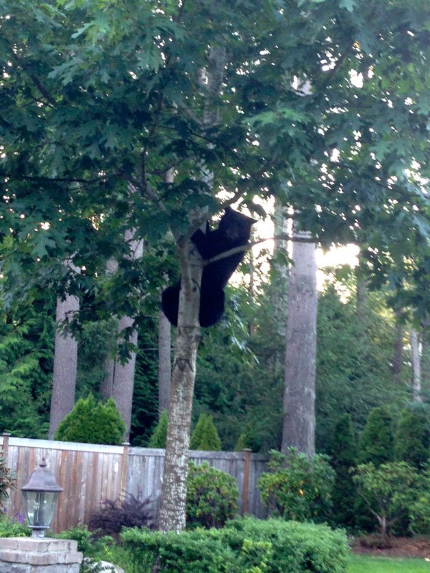 Sammamish resident Sally Morgan spotted this furry neighbor Aug. 12. The bear made his way up a tree in broad daylight in the  Beaver Lake Estates neighborhood – apparently to get a better view. Morgan snapped the photo of the bear from her car.