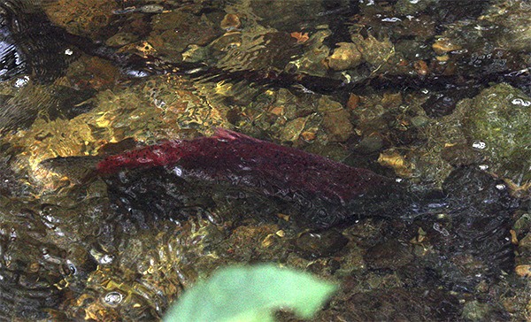 A kokanee salmon swims up Ebright Creek in Sammamish Tuesday.