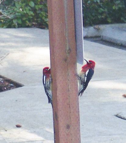 The Sammamish Plateau Sewer and Water District is doing what it can to ensure native wildlife