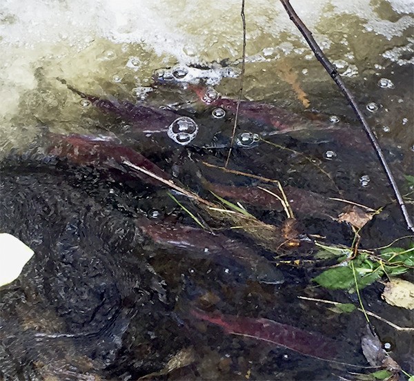 Kokanee blocked from moving further up Zaccuse Creek in mid-November 2015.