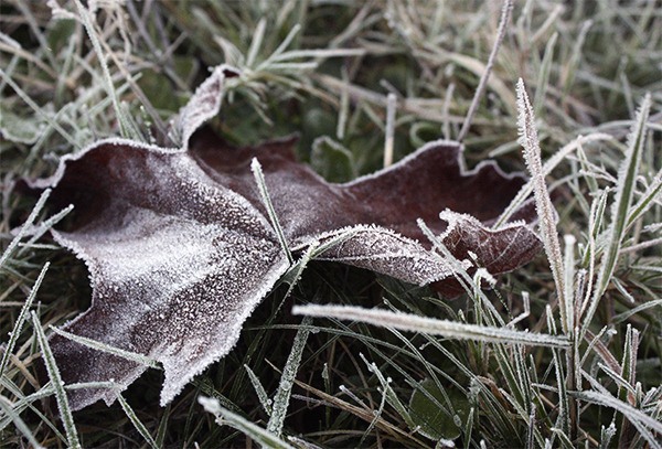 Frosty weather coated the Big Rock Park meadow off of Southeast Eighth Court Saturday morning. This chilly weather followed a strong wind and rain storm earlier in the week.