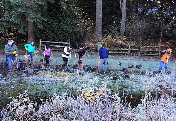 Volunteers at Big Rock Park Saturday plant native trees and shrubs.