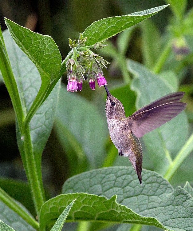 Xing Du took first place with his photograph of a hummingbird in his backyard in 2011. The photo also is the grand prize winner in the Issaquah and Sammamish Reporter's Photo Contest.