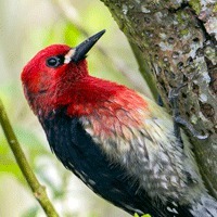 Red-breasted Sapsucker photo take at Lake Sammamish State Park.