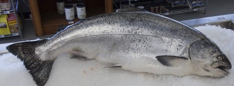 This large king salmon is one of the many fish Jim Oswalt offers at Gemini Fish Market in Issaquah.