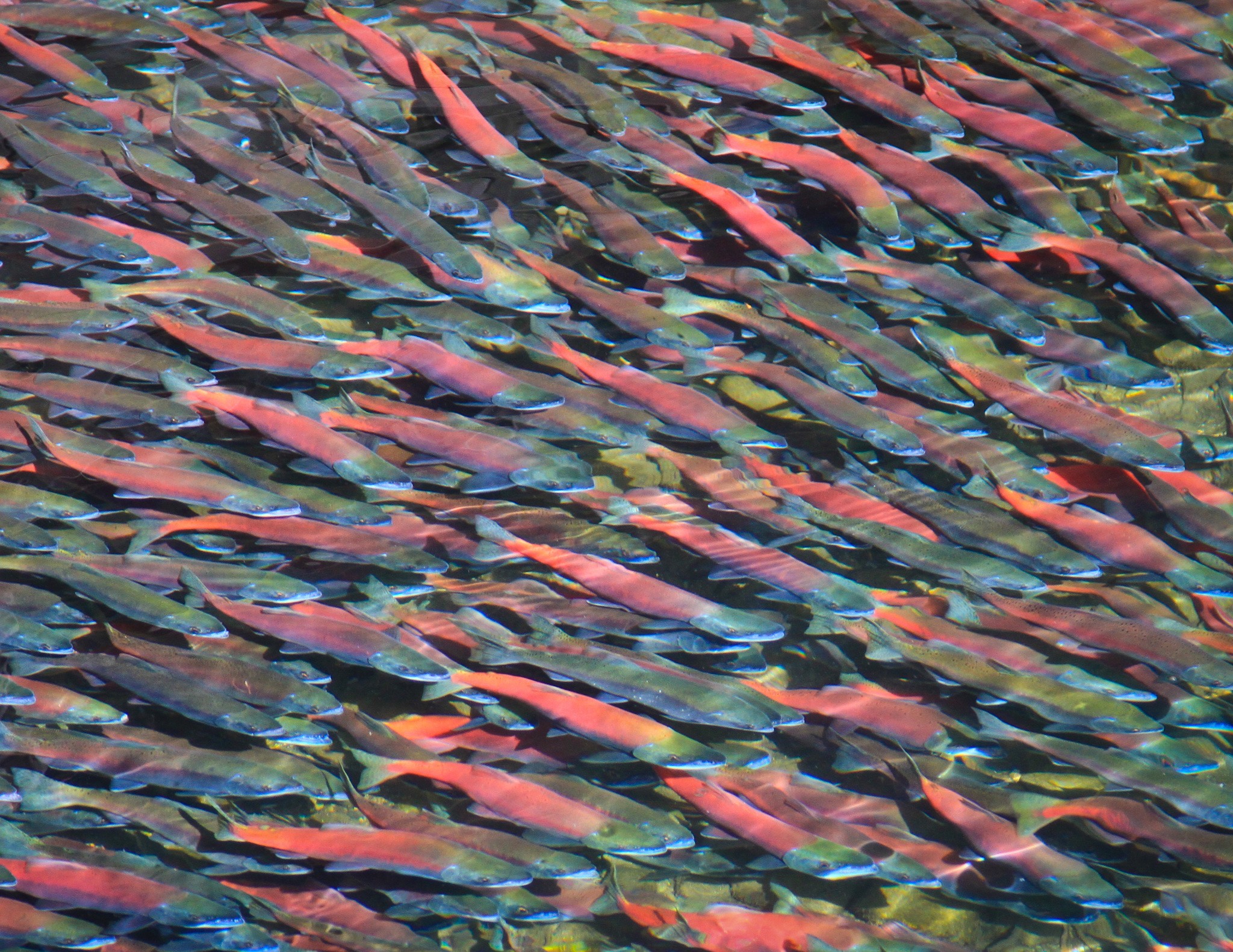 Kokanee salmon run