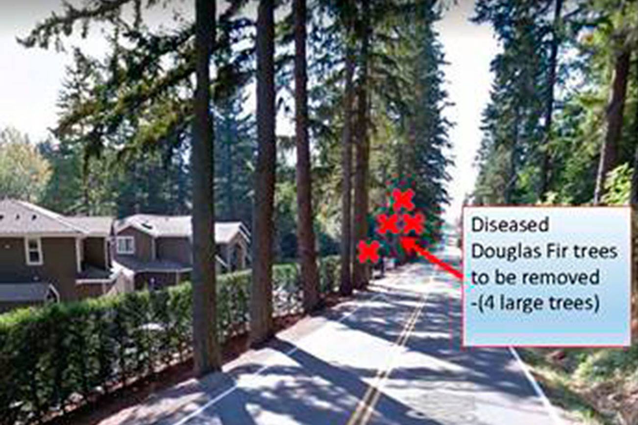 Sammamish to remove dangerous trees on Feb. 1