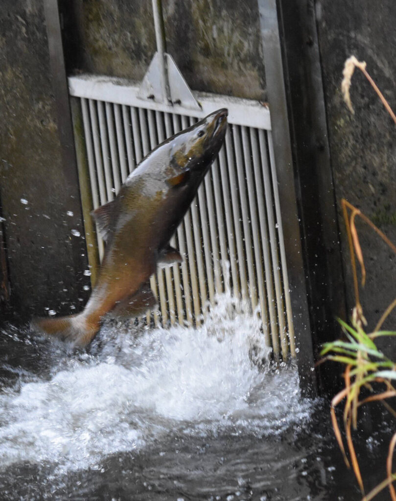 Issaquah’s Salmon on Sunset celebrates one of Washington’s favorite