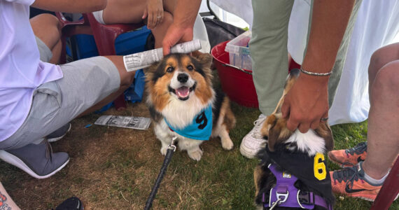 Danielle and Aaron Motyka, will participate with their dog Harrison in the Emerald Downs’ Corgi World Championship Races for charity on July 14.
