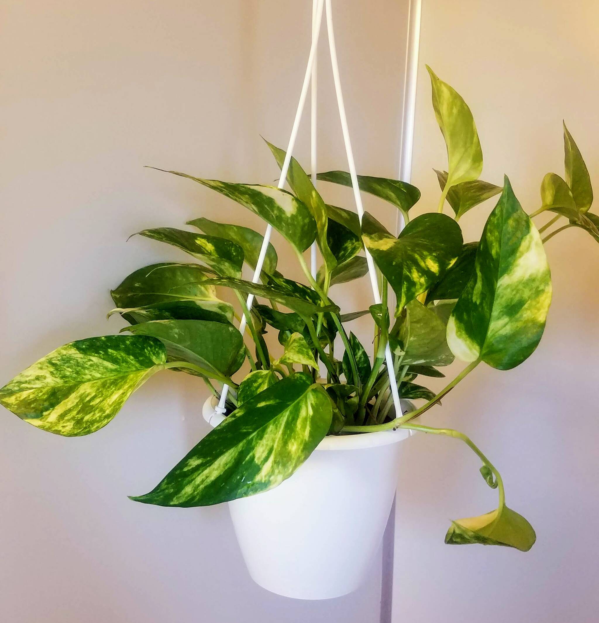 My first Marble Queen Pothos, named Frida. Photo by Bailey Jo Josie/Sound Publishing.