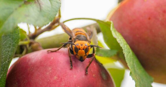 A northern giant hornet seen on an apple. (Photo courtesy of Washington State Department of Agriculture)